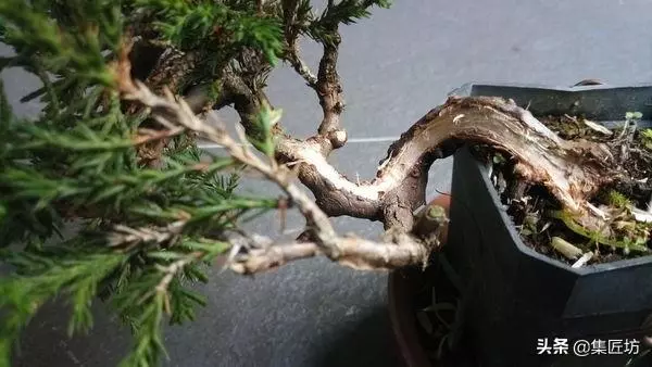 探究生命的舍利!枯榮共生——盆景舍利幹、神枝與水線製作!