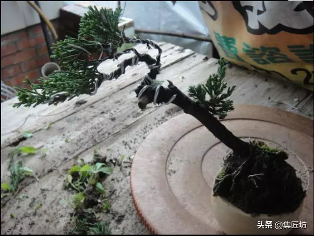 探究生命的舍利!枯榮共生——盆景舍利幹、神枝與水線製作!