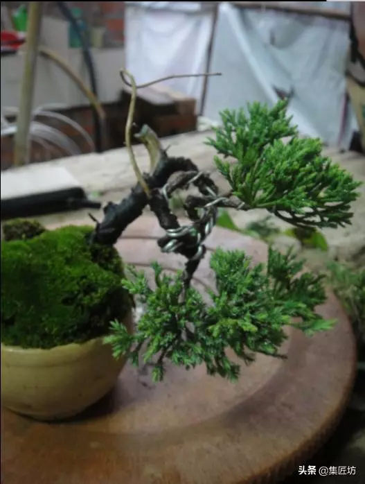 探究生命的舍利!枯榮共生——盆景舍利幹、神枝與水線製作!