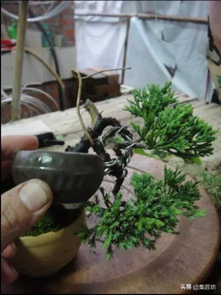 探究生命的舍利!枯榮共生——盆景舍利幹、神枝與水線製作!