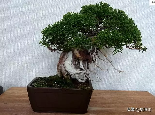 探究生命的舍利!枯榮共生——盆景舍利幹、神枝與水線製作!