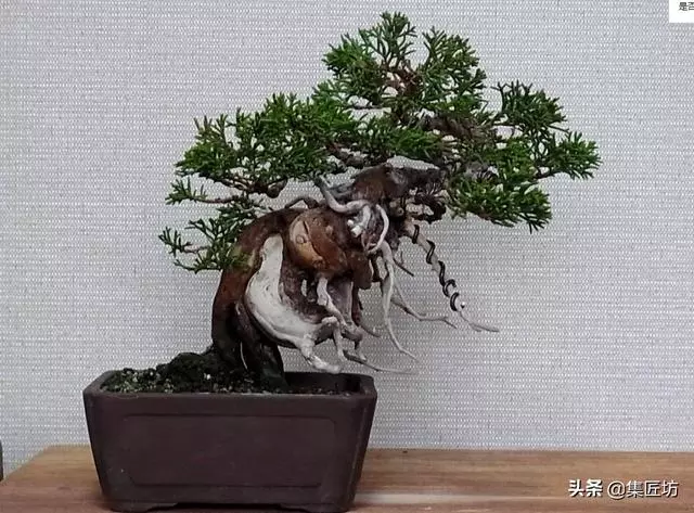 探究生命的舍利!枯榮共生——盆景舍利幹、神枝與水線製作!