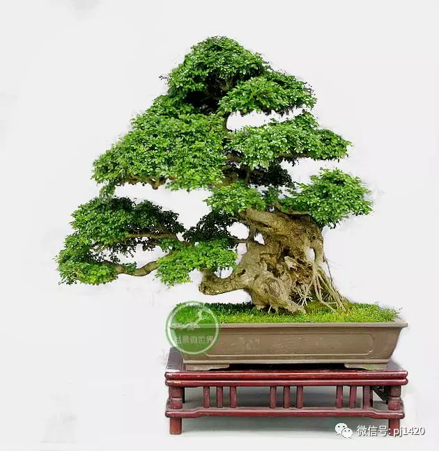 盆景界的「活化石」 ~