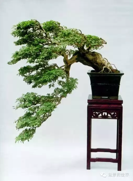盆景界的「活化石」 ~