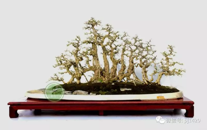 盆景界的「活化石」 ~