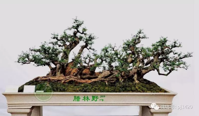 盆景界的「活化石」 ~