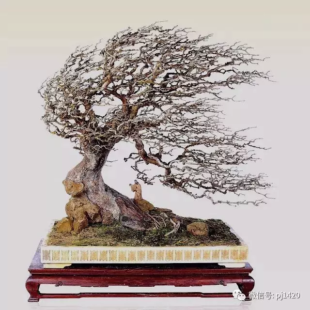 盆景界的「活化石」 ~