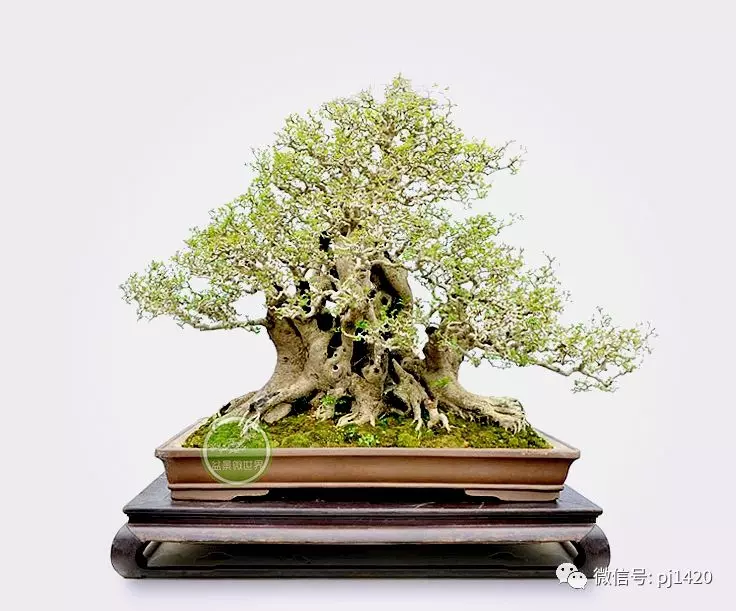 盆景界的「活化石」 ~