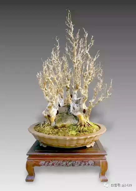 盆景界的「活化石」 ~