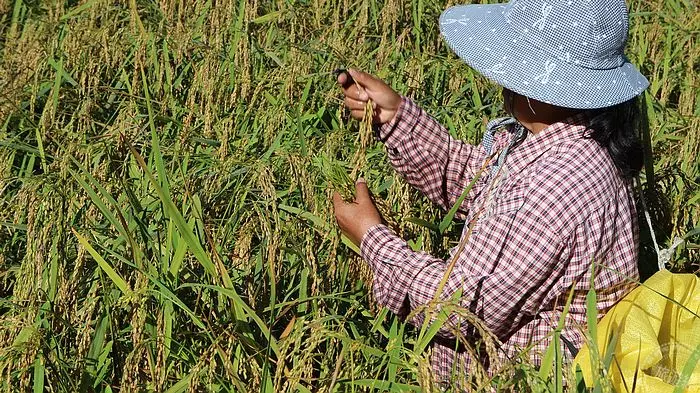 走訪奧萬大部落 感受「原」味的特色與文化