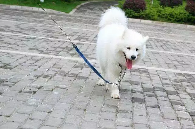 不少大型犬其實比小型犬更溫順,卻因體型常年遭誤解