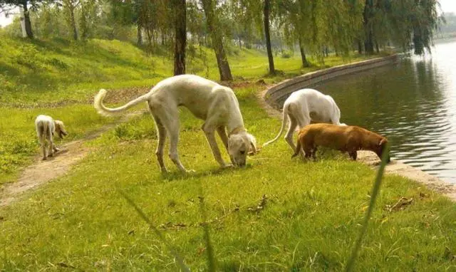 不少大型犬其實比小型犬更溫順,卻因體型常年遭誤解