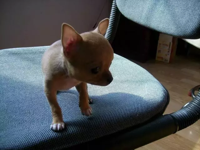 不少大型犬其實比小型犬更溫順,卻因體型常年遭誤解