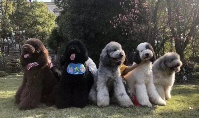 不少大型犬其實比小型犬更溫順,卻因體型常年遭誤解