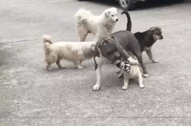 不少大型犬其實比小型犬更溫順,卻因體型常年遭誤解