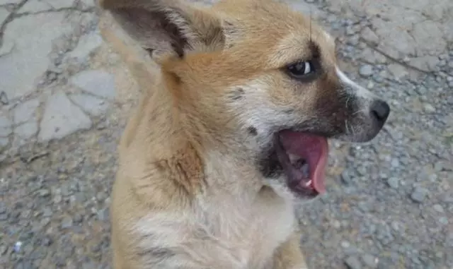 不少大型犬其實比小型犬更溫順,卻因體型常年遭誤解