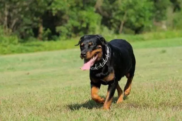 不少大型犬其實比小型犬更溫順,卻因體型常年遭誤解