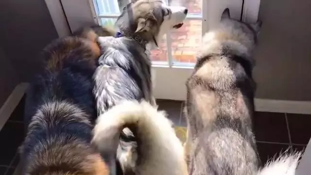 不少大型犬其實比小型犬更溫順,卻因體型常年遭誤解
