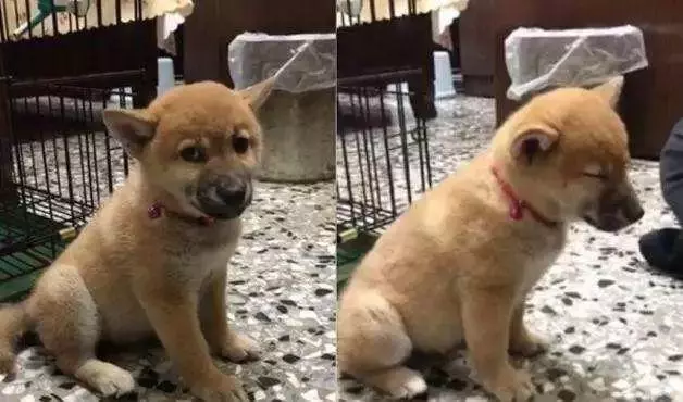 狗狗怕黑並非膽小,寵物幽閉恐懼症才是主因