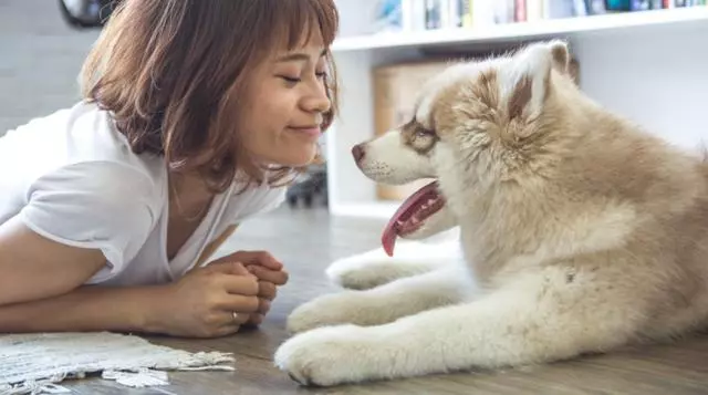 狗狗怕黑並非膽小,寵物幽閉恐懼症才是主因