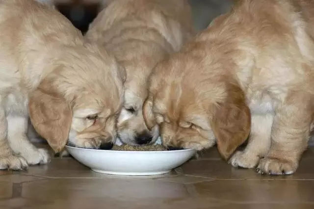 鏟屎官為愛犬更換食譜,以生骨肉喂食後,狗狗身體健康還不拆家