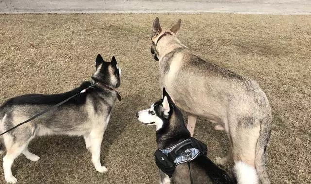 鏟屎官為愛犬更換食譜,以生骨肉喂食後,狗狗身體健康還不拆家