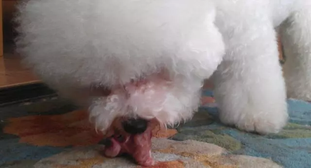 鏟屎官為愛犬更換食譜,以生骨肉喂食後,狗狗身體健康還不拆家