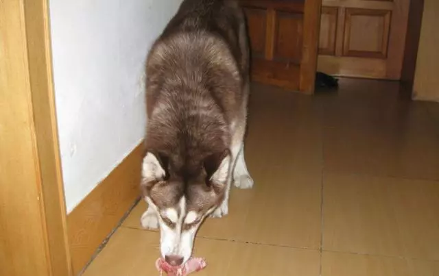 鏟屎官為愛犬更換食譜,以生骨肉喂食後,狗狗身體健康還不拆家