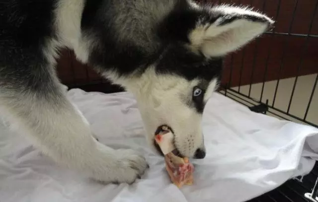 鏟屎官為愛犬更換食譜,以生骨肉喂食後,狗狗身體健康還不拆家