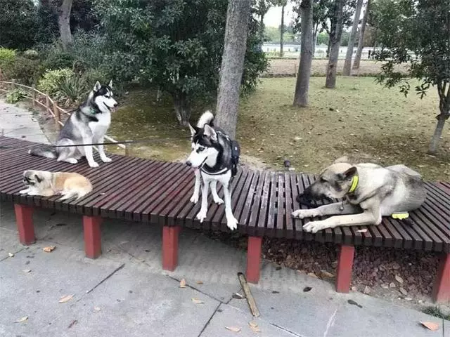 鏟屎官為愛犬更換食譜,以生骨肉喂食後,狗狗身體健康還不拆家