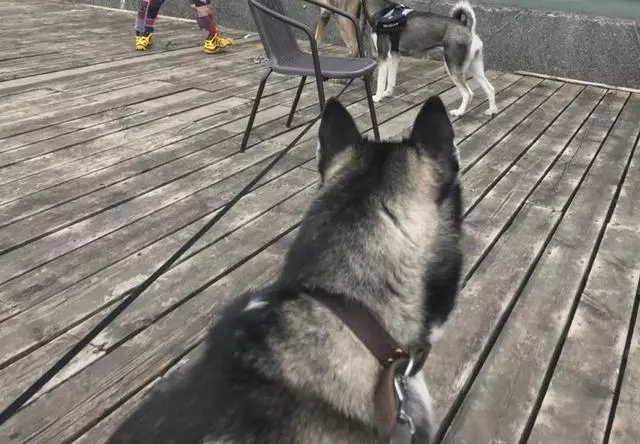 鏟屎官為愛犬更換食譜,以生骨肉喂食後,狗狗身體健康還不拆家