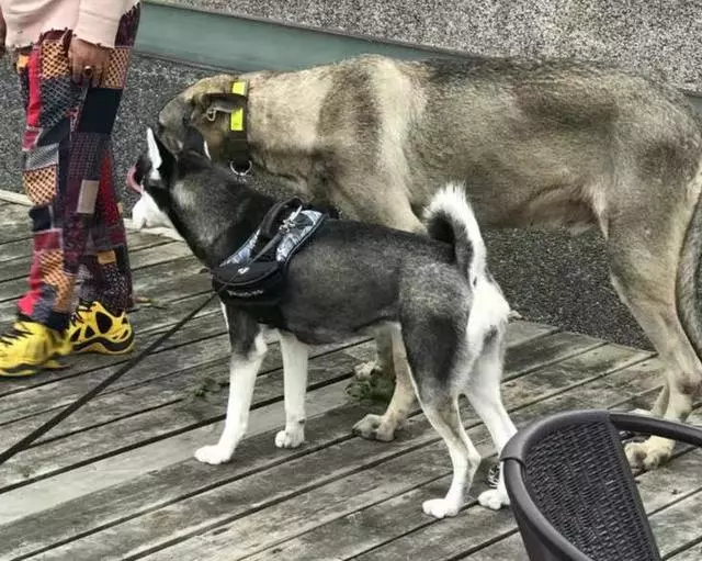鏟屎官為愛犬更換食譜,以生骨肉喂食後,狗狗身體健康還不拆家