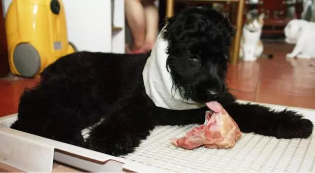 鏟屎官為愛犬更換食譜,以生骨肉喂食後,狗狗身體健康還不拆家