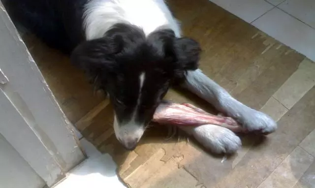 鏟屎官為愛犬更換食譜,以生骨肉喂食後,狗狗身體健康還不拆家
