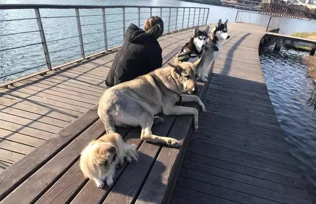 鏟屎官為愛犬更換食譜,以生骨肉喂食後,狗狗身體健康還不拆家