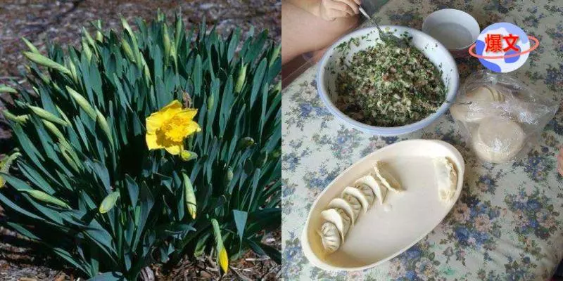 老婦人為包餃子,偷割鄰居家韭菜,孫子中毒要求索賠50萬!鄰居無奈:這不是韭菜!