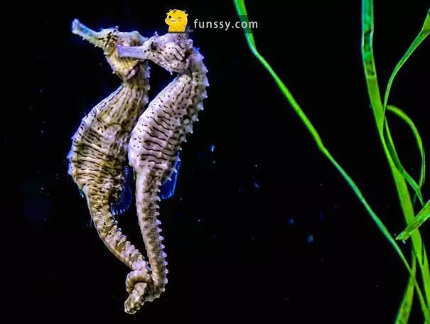 19個動物有著「令人意想不到的特異專長」!原來巴布亞企鵝會用卵石來和對方求婚