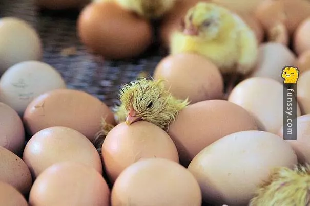 19個動物有著「令人意想不到的特異專長」!原來巴布亞企鵝會用卵石來和對方求婚