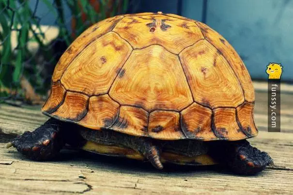 19個動物有著「令人意想不到的特異專長」!原來巴布亞企鵝會用卵石來和對方求婚