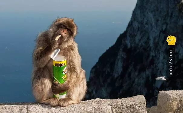 19個動物有著「令人意想不到的特異專長」!原來巴布亞企鵝會用卵石來和對方求婚