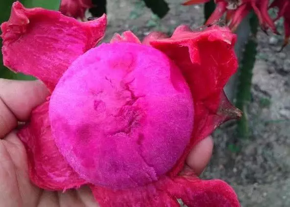 最適合晚上吃的4大水果,尤其是第2種,還能排出體內濕氣,治療便秘,降低膽固醇