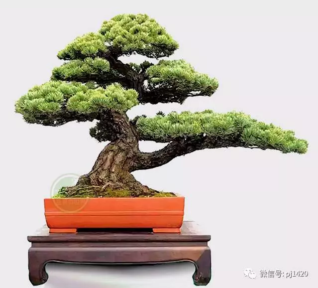 松樹是否成活,你能判斷嗎?
