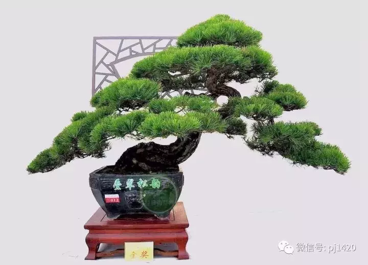 松樹是否成活,你能判斷嗎?