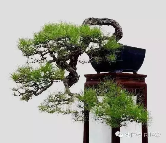 松樹是否成活,你能判斷嗎?