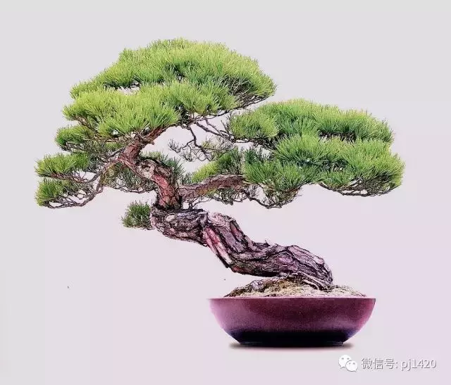 松樹是否成活,你能判斷嗎?