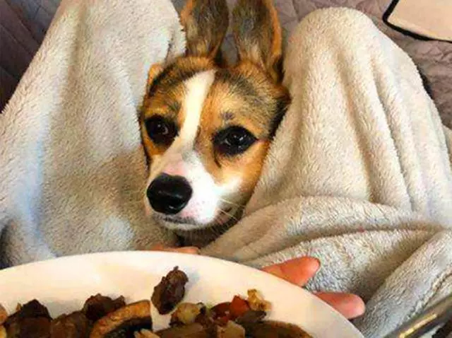 都說狗狗不能攝入食鹽,可為何狗糧中常添加鹽成分?