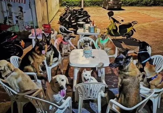 為陪6歲柴犬過生日,主人邀請12隻狗狗過來作伴,狗多但超有秩序