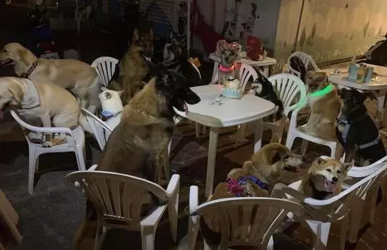 為陪6歲柴犬過生日,主人邀請12隻狗狗過來作伴,狗多但超有秩序