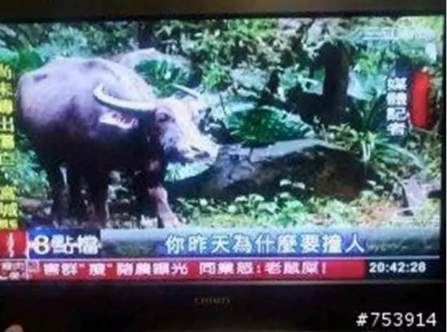 笑到醬?!看到快笑死的「台灣記者圖文集」!挑戰智商下限!XDDD