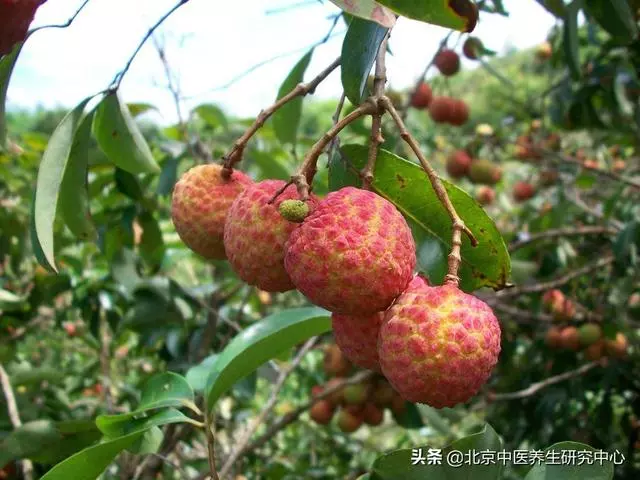 常用中草藥(荔枝)荔枝核可治療心痛、小腸氣痛